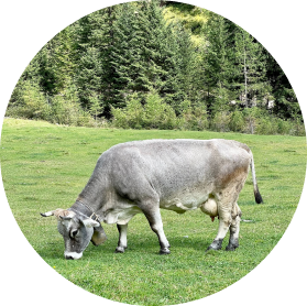 cow